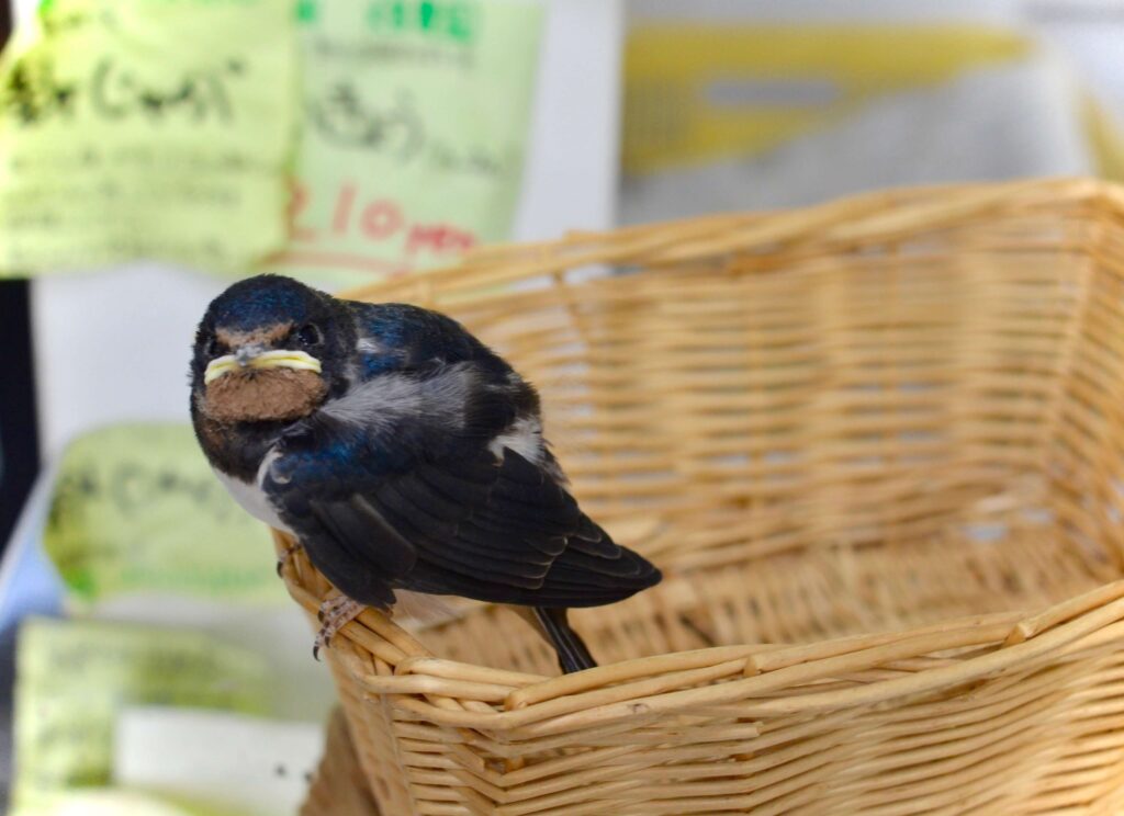 つばめのヒナ 落巣 そして 産地直送のオーガニック野菜の店 Fujiya 冨士屋 ふじや 大阪