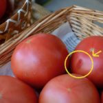 有機栽培のトマトです