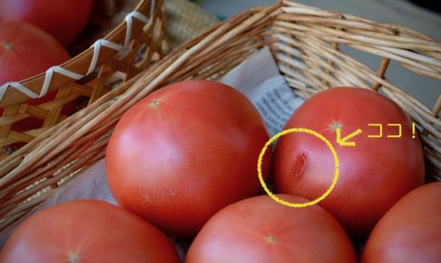 有機栽培のトマトです