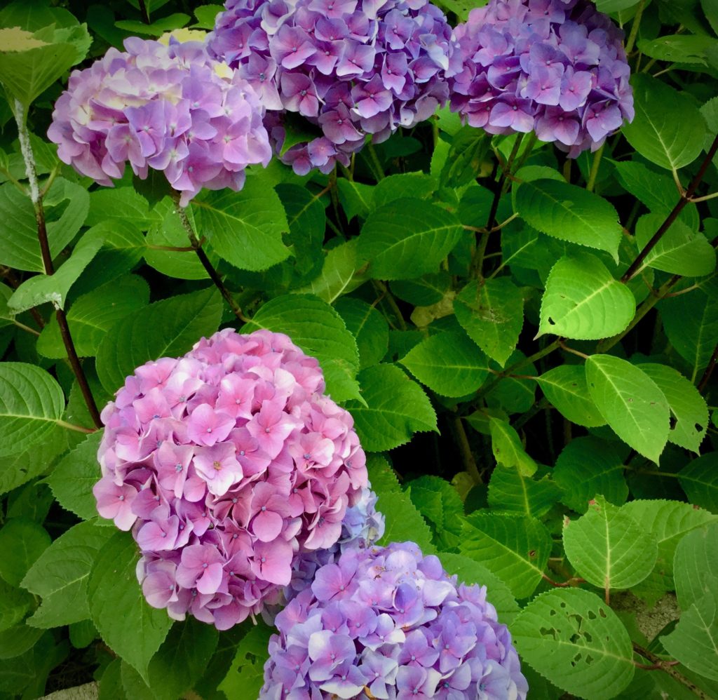 オーガニック 紫陽花