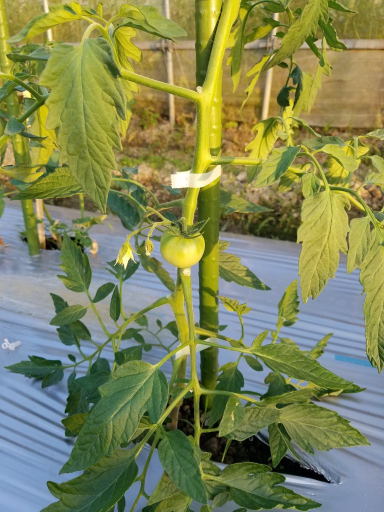 無農薬のトマト栽培2019