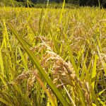 自然米 稲刈り 2019