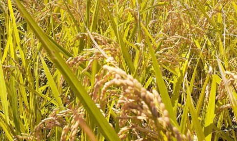 自然米 稲刈り 2019