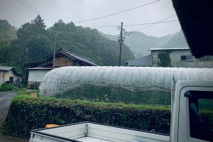 有機野菜の郷も大雨